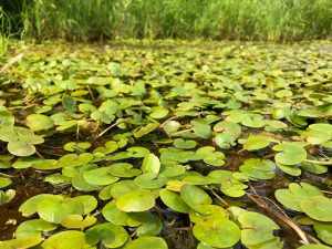 Image of European frogbit on pond.