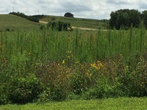 Wide shot of CRP filed with farmstead in the background