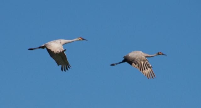 Image of two sandhill cranes in flight.