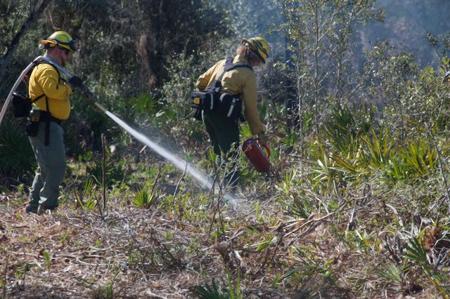 Image of prescribed fire crew igniting along a fire break.