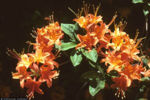 Image of flame azalea.