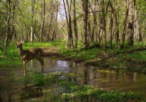 Image of a doe in a woodland swamp.