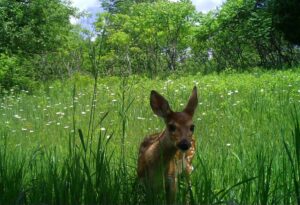 Image of white tail fawn.