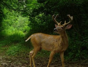 Image of young white tail buck.