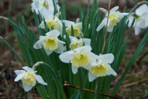 Image of narcissus daffodil.