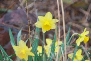 Image of yellow daffodil.