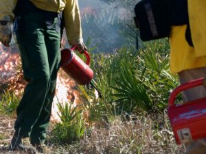 Image of igniter with drip torch putting down prescribed fire line.