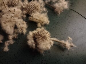 Image of white prairie clover seed heads on a table.