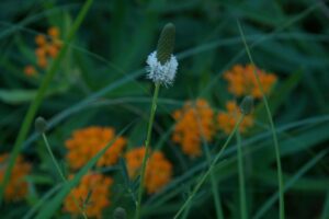 Image of white prairie clover in bloom.