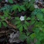 Image of wood anemone in bloom.