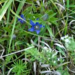 Image of downy gentian.