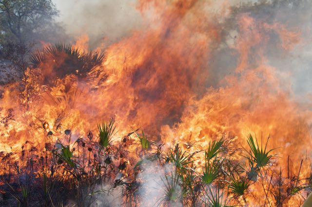 Image of intense head fire.