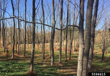 Image of black walnut grove.