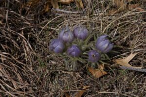 Image of eastern pasqueflower blooms partially open.