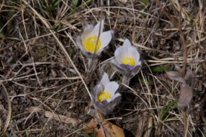 Image of three eastern pasqueflower blossoms.