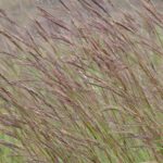 Closeup image of big bluster grass seed heads.