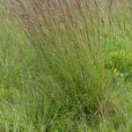 Image of a clump of ripe big bluestem grass.