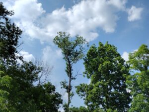 Image of woodland canopy with clouds and sky above.