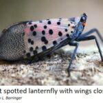 Image of a spotted lanternfly perched on a twig, with wings folded.