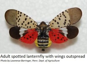 Image of spotted lanternfly with its wings spread.