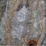 Image of a lanternfly egg mass on a tree trunk.