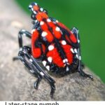 Image of second stage lanternfly nymph.