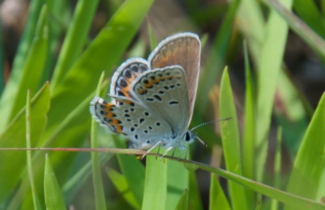 Closeup image of female Karner blue butterfly.
