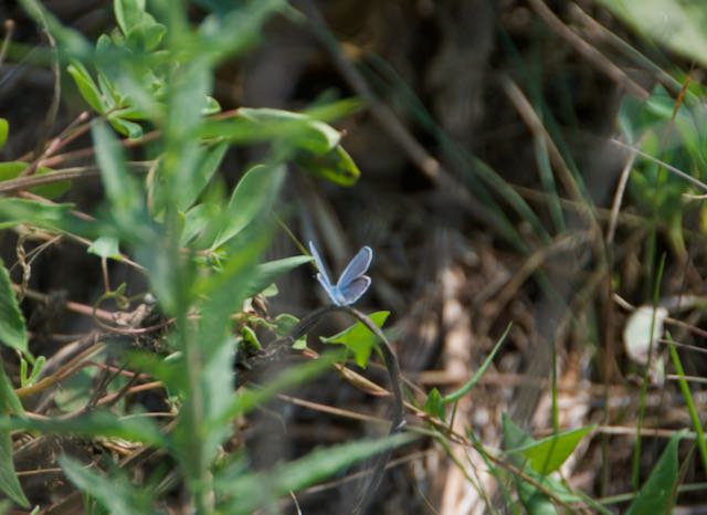 Image of male Karner blue butterfly in the middle distance.