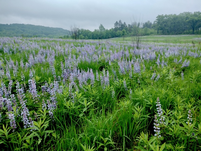 Inage of sundial lupine.