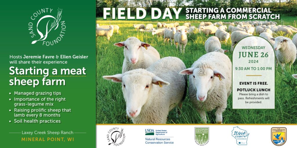 Field Day banner with closeup image of sheep