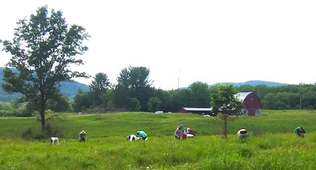 Image of volunteers collecting sundial lupine seed.