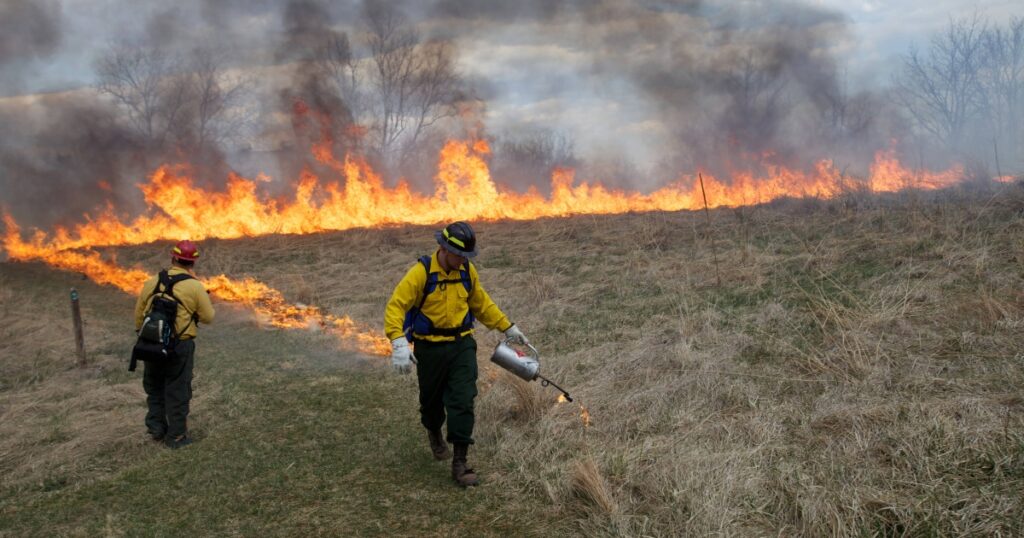 Image of prescribed burn crew member lighing along a fire break with a drip torch.