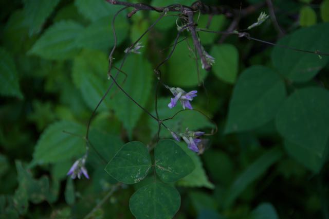 Image of American hog peanut.