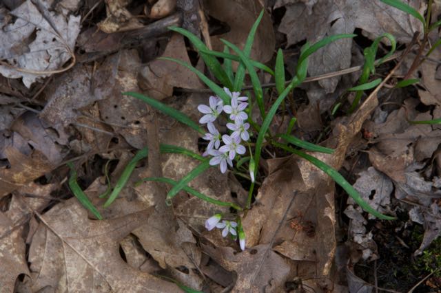 Image of spring beauty.