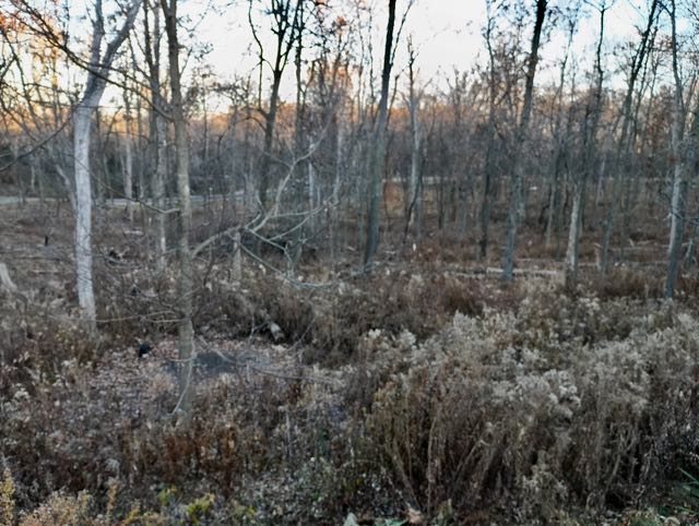 Image of fall woodland including standing snags and surface fuels.