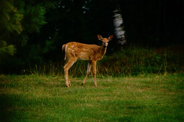 Image of whitetail deer fawn. Memorial Day.